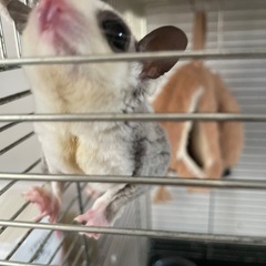 フクロモモンガ♂