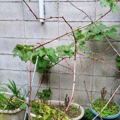 本日限定投稿　品種不明　ぶどう(植木鉢無し)