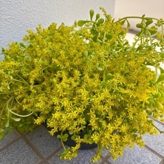 準絶滅危惧種　多肉植物　浜万年草
