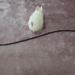 赤ちゃんうさぎ里親募集　4匹募集