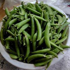 今朝収穫 スナップエンドウ500g