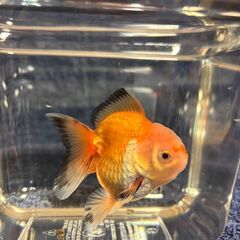 ジャンボオランダ獅子頭①・金魚