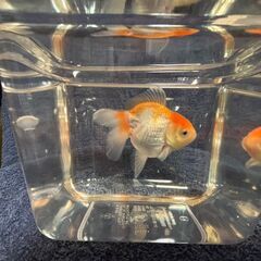 ジャンボオランダ獅子頭②・金魚