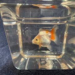 ジャンボオランダ獅子頭③・金魚