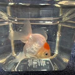 ジャンボオランダ獅子頭④・金魚