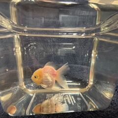 ジャンボオランダ獅子頭⑤・金魚