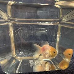ジャンボオランダ獅子頭⑤・金魚の画像