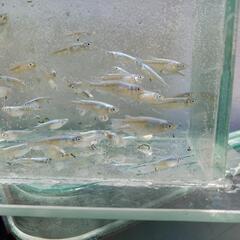 星河鰭長
