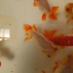 金魚　協会系らんちゅう上物の画像