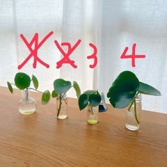 ⭕️ペペロミアジェイド 根付苗①