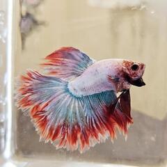 べた　熱帯魚