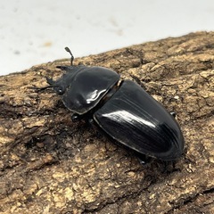 オオクワガタ　メス1匹②