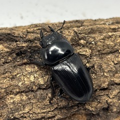 オオクワガタ　♀1匹 ③