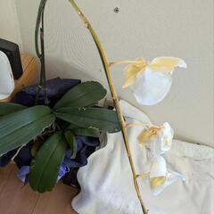 蘭の鉢植え