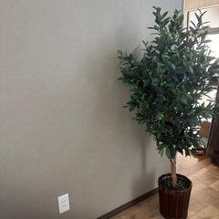 
フェイクグリーン　植物　オリーブ