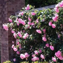 今から中之島バラ園🌹