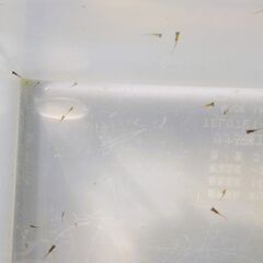 No.30【①ヒレ長 幹之メダカ　針子 30匹 200円】の画像