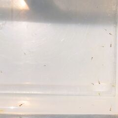 No.30【①ヒレ長 幹之メダカ　針子 30匹 200円】の画像