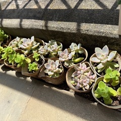 多肉植物、アロマティカス