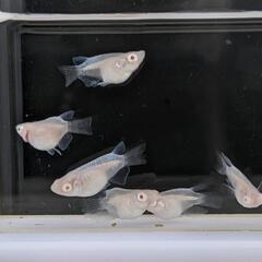 アルビノ幹之　めだか　♂2♀2　4匹セット　宜野湾市大謝名小学校の門の前です。Googleマップにのってます👍の画像