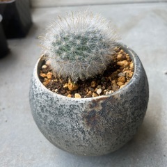 サボテン・多肉植物