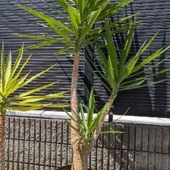 ユッカ　エレファンティペス