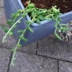 ※☆彡多肉植物 アーモンドネックレス