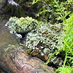 ベトナムコケガエル
