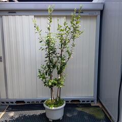 植木　フェイジョア　アポロ