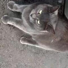 ♀グレー美猫