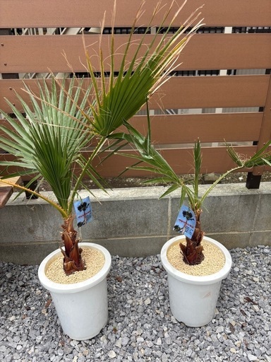 ワシントンヤシ