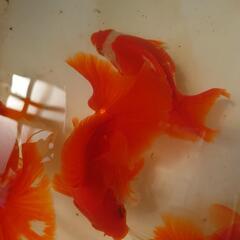 金魚「土佐金」3歳の画像
