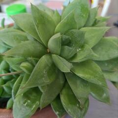 ☆多肉植物　ハオルチア