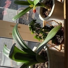 観葉植物４点にての画像