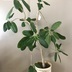 ランキングキーワードに紐づく投稿画像-観葉植物