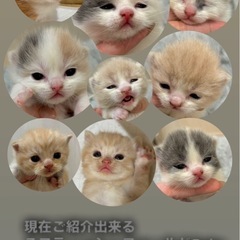 スコティッシュフォールド　子猫　仔猫