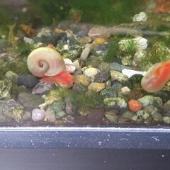 生体ピンクラムズホーンの画像