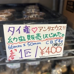 タイ産　アンタエウス(アンテ)幼虫