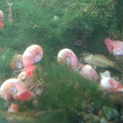 生体ピンクラムズホーンの画像