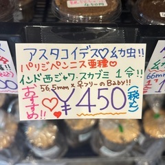 アスタコイデス 幼虫