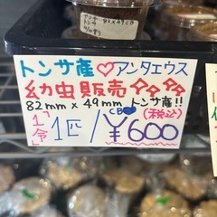 トンサ産⭐️アンタエウス(アンテ)幼虫