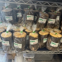 クワガタ　産卵材(クヌギ) 