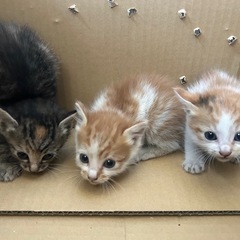 会社の野良猫の赤ちゃん