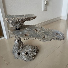 海水水槽　擬似ライブロック