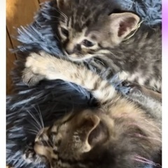 キジトラの兄妹