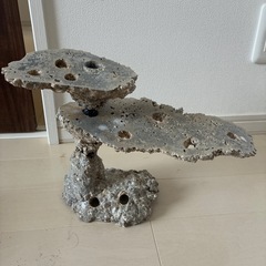 【先約あり】海水水槽　擬似ライブロックの画像