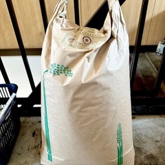 令和6年産　きぬむすめ　玄米30キロ