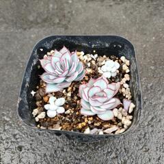 お話し中　多肉植物④の画像