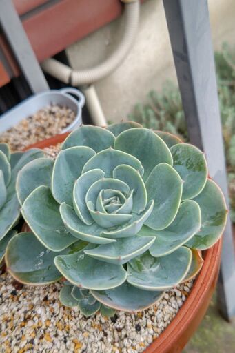 ☆特大存在感のある七福神・エケベリア☆多肉植物カット苗 (HARU