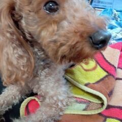 優しい飼い主さん募集